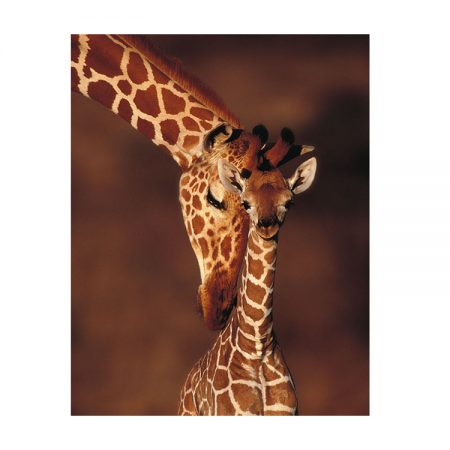 20726 - Giraffe - 14 x 18