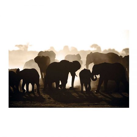 44266 Elephant Herd 26 x 17